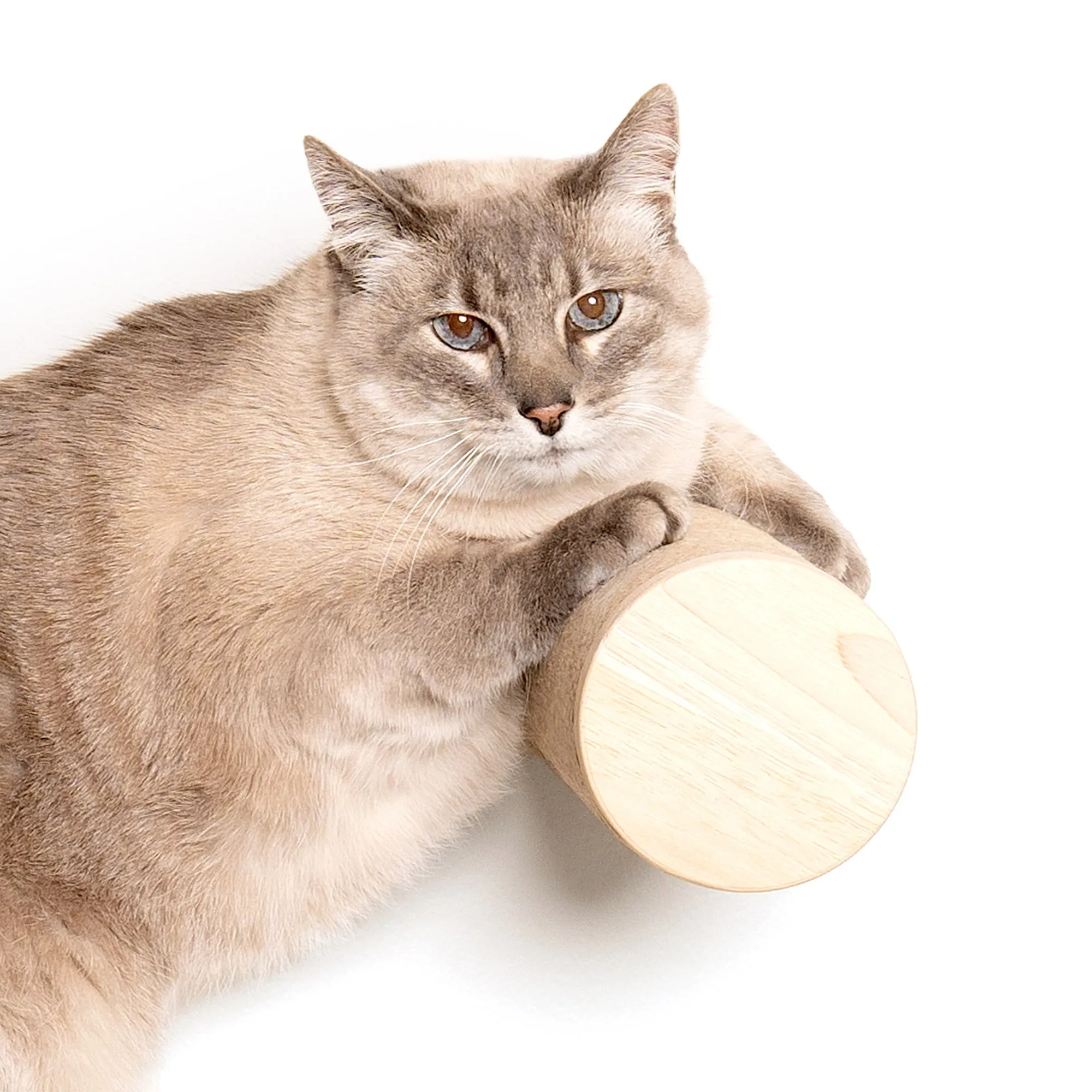 Ascentials by FurHaven Milestone Cat Posts, 12” Multi-Use Indoor Wall Furniture and Corrugated Cardboard Scratcher