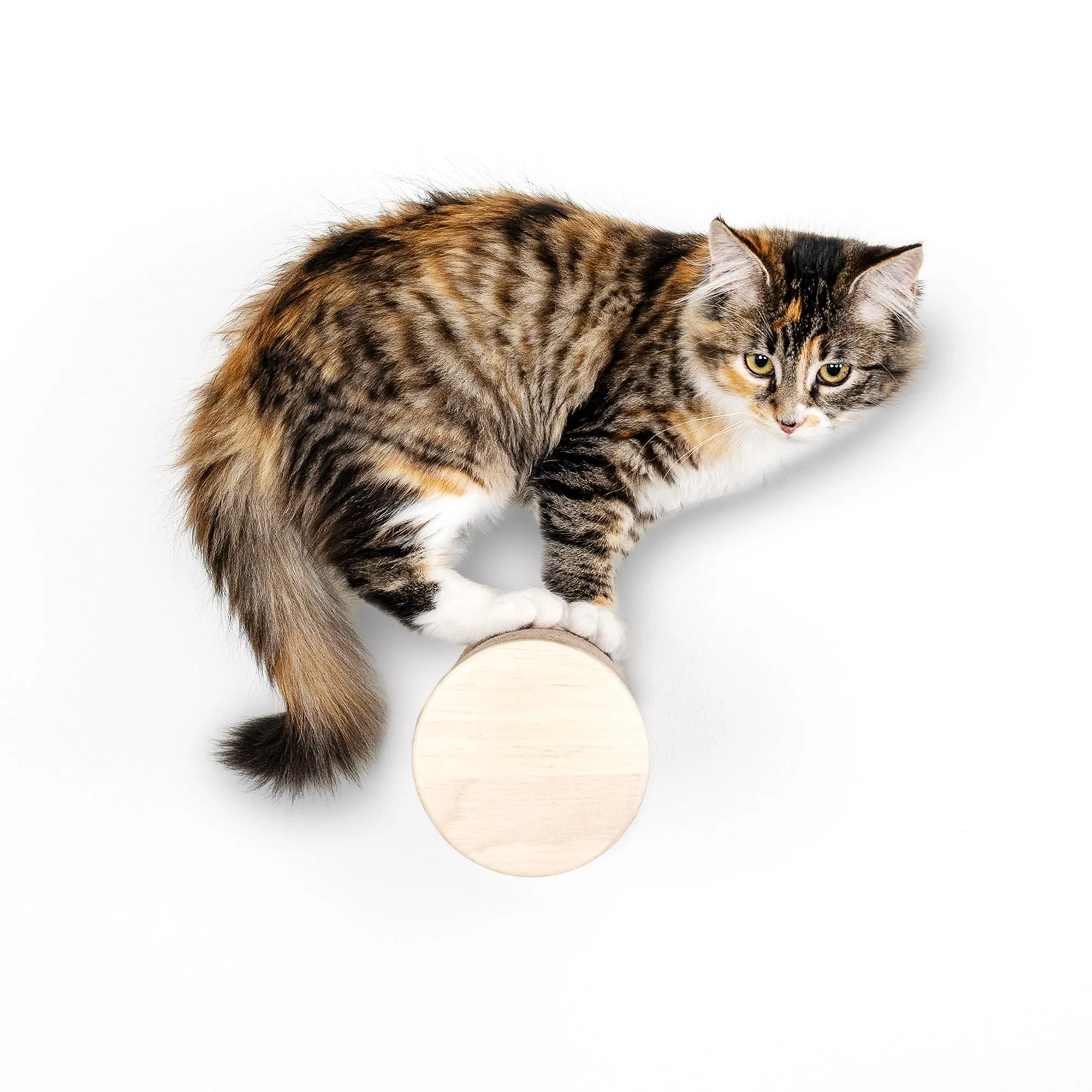 Ascentials by FurHaven Milestone Cat Posts, 12” Multi-Use Indoor Wall Furniture and Corrugated Cardboard Scratcher