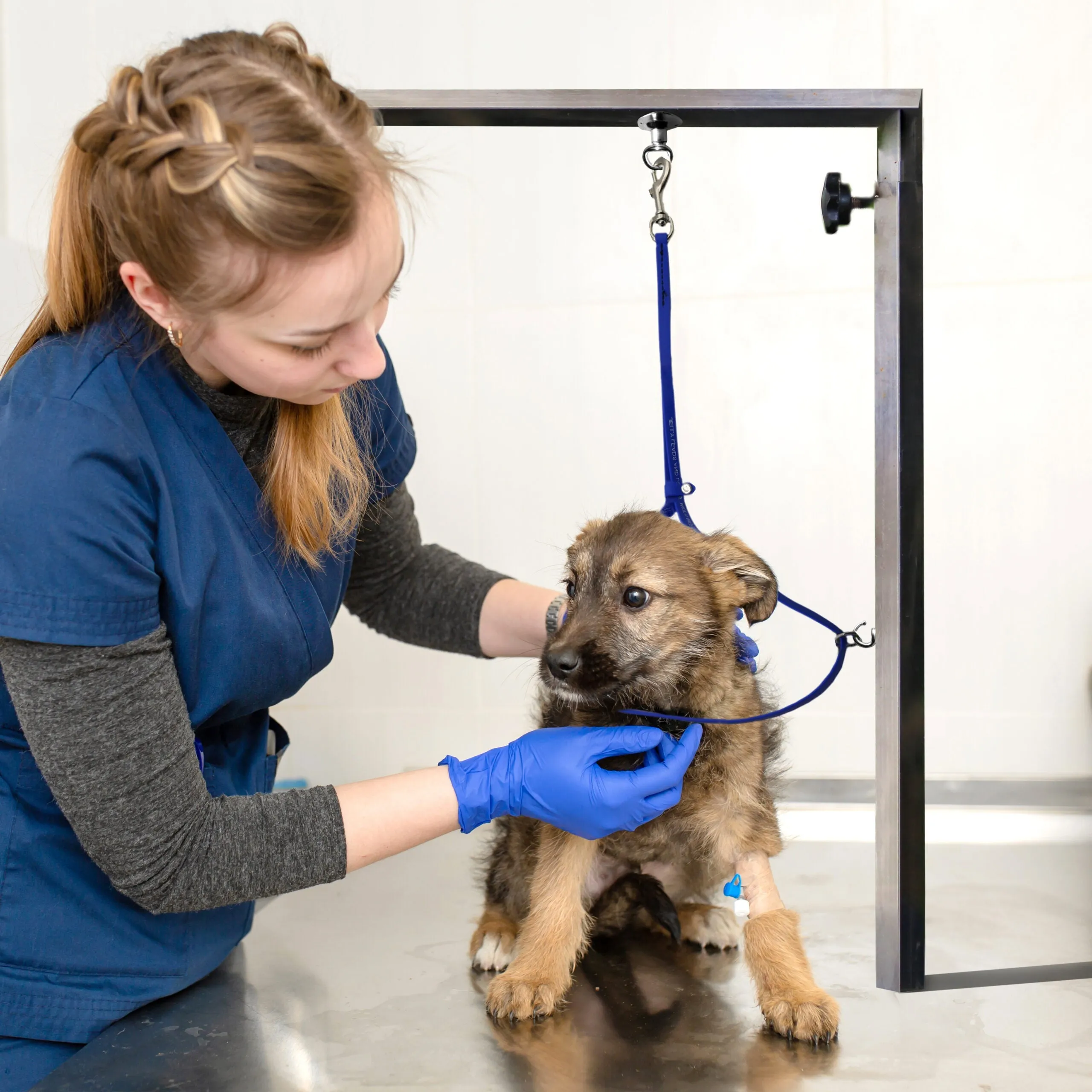 Grooming Loop 3/8"x18" With Ring Teal by Jelly Pet