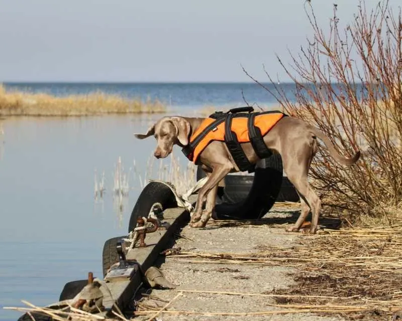 Life Vest