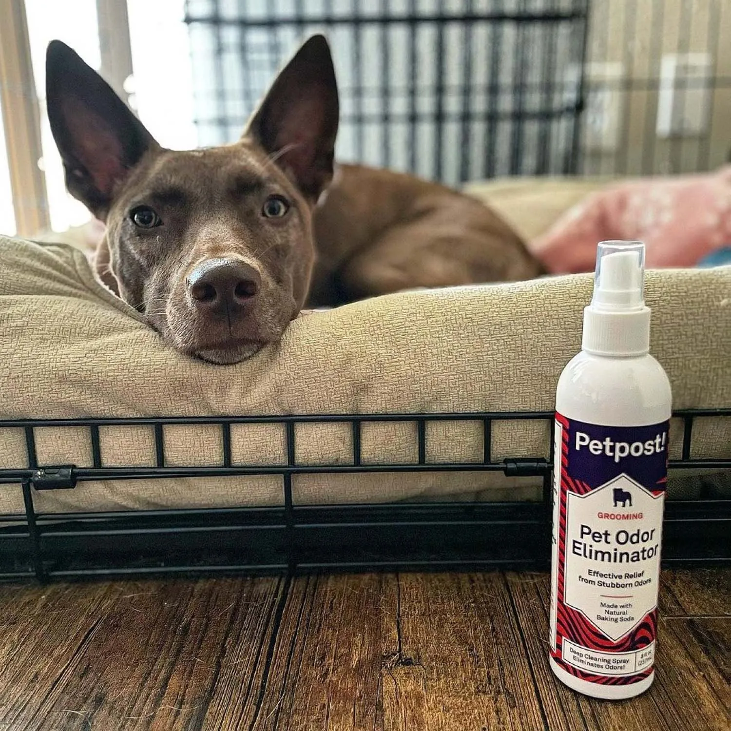 Pet Odor Eliminator
