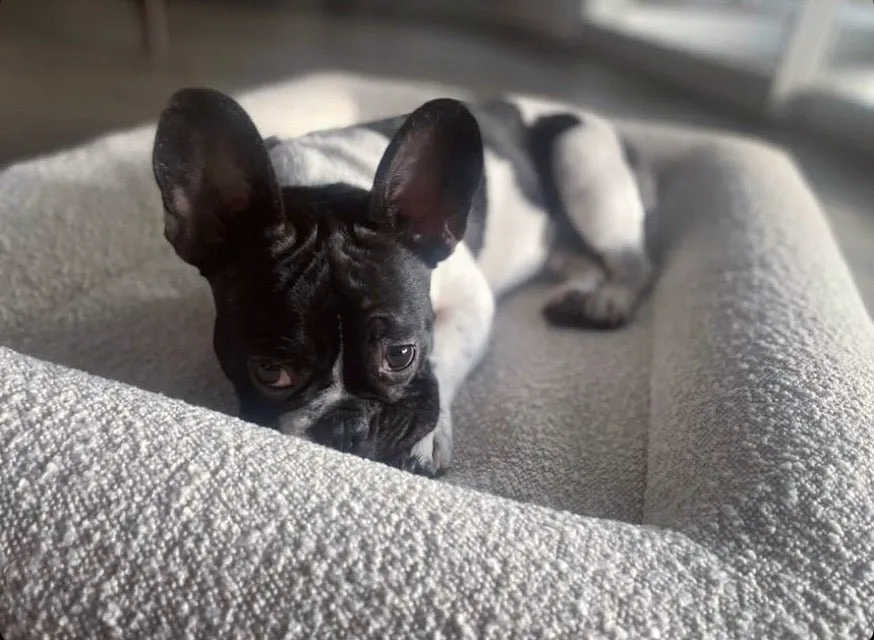 Pre-Order - HOPD Memory Foam Dog Bed in Bouclé