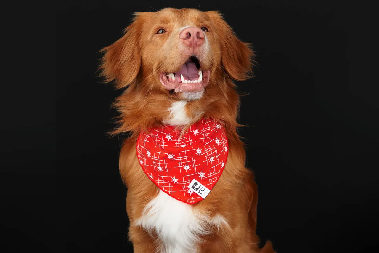 RC Pets Flare Reflective Bandana