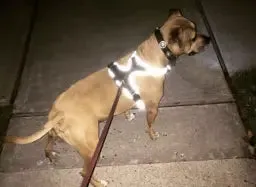 Whisker Shack Headlight Harness: Reflective LED Dog Harness - American Made, No Pull, Water Resistant