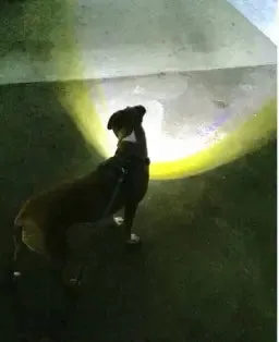 Whisker Shack Headlight Harness: Reflective LED Dog Harness - American Made, No Pull, Water Resistant
